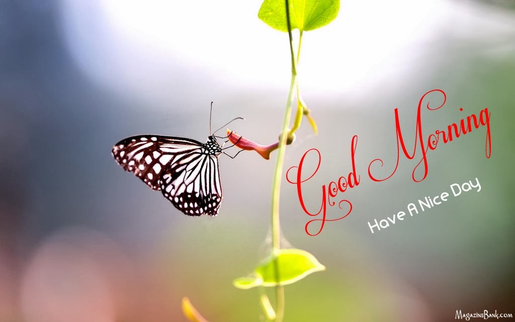 Beautiful Good Morning Have a Nice Day Wallpapers HD Images