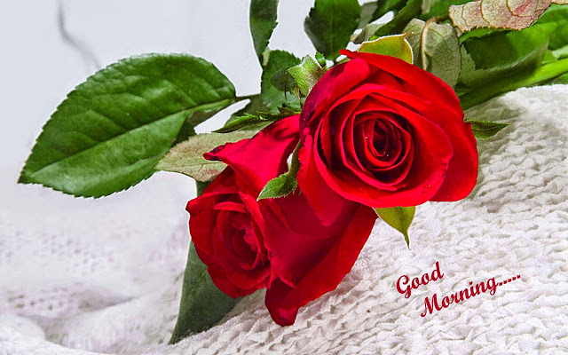 good morning images with rose flower