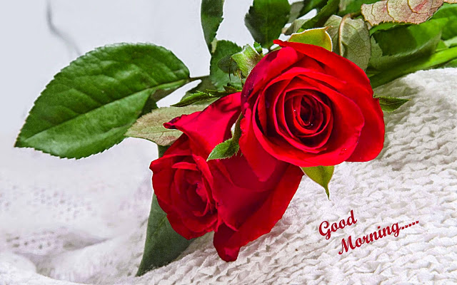 12 Beautiful Good Morning Rose Images Freshmorningquotes