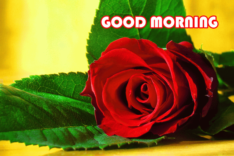 Good Morning Wallpaper with rose Flower