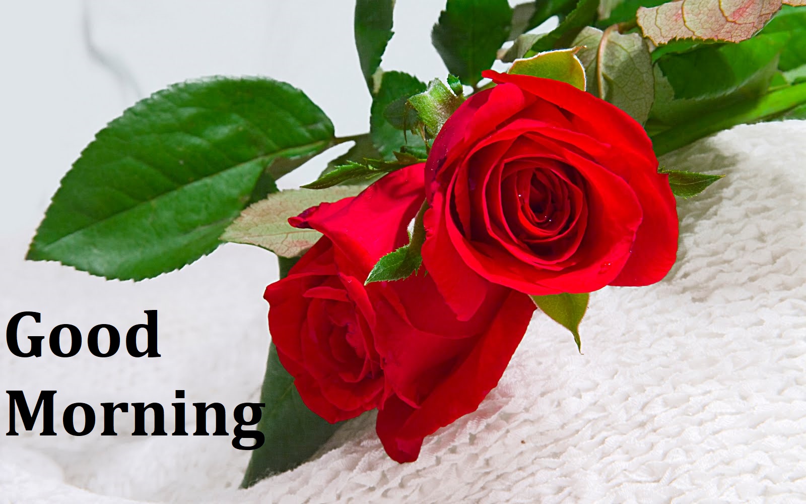 60+ Beautiful Good Morning Rose Images Freshmorningquotes