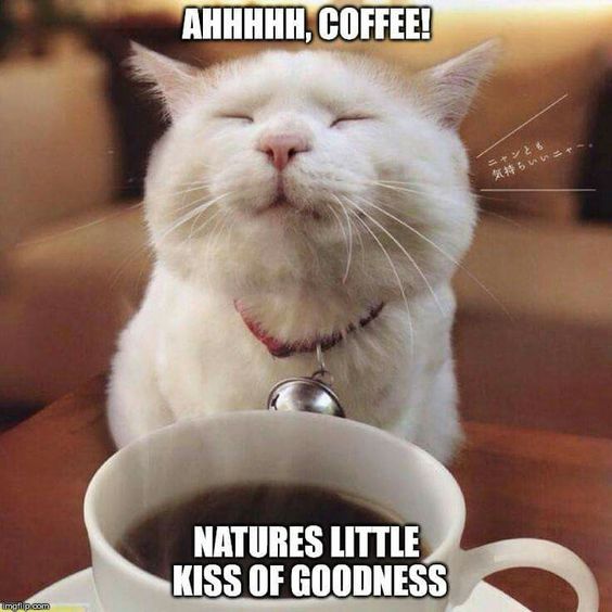 40 Funny Coffee Memes That Will Make You Laughing Freshmorningquotes